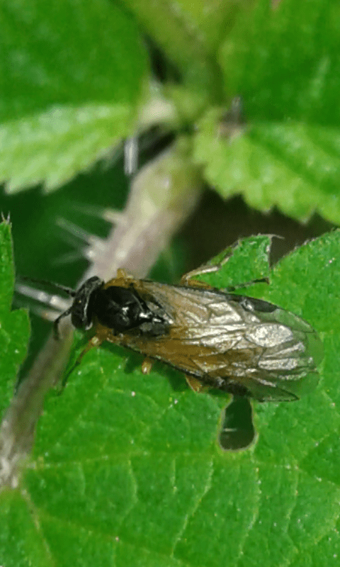 Tenthredinidae : Athalia sp.?